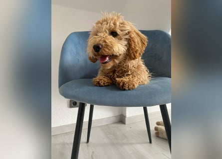 Wunderschöne Mini/Medium Goldendoodle Hündin (max.40cm) in Apricot/Rot zu verkaufen 6 Monate alt