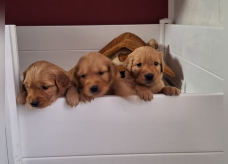 Dark Golden Retriever Welpen (Abgabe ab Mitte August)
