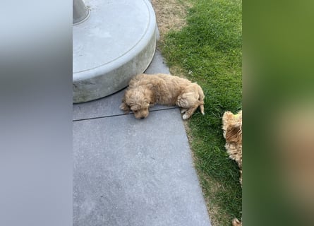 Maltipoo - Welpen - Rüden und Hündin