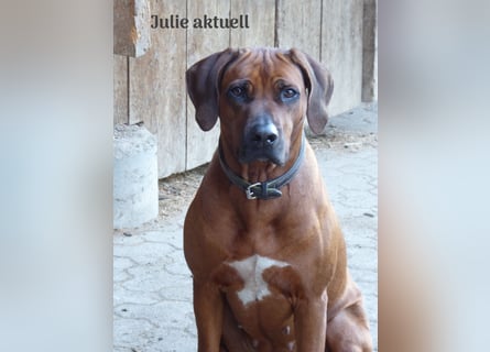 Rhodesian Ridgeback Welpen aus toller Verpaarung