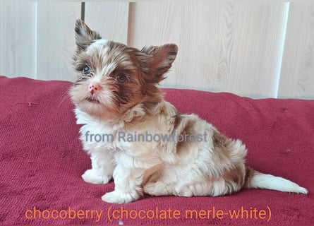 Chocoberry YT u. Biro YT, mit Ahnenpaß aus kleiner Zuchtstätte