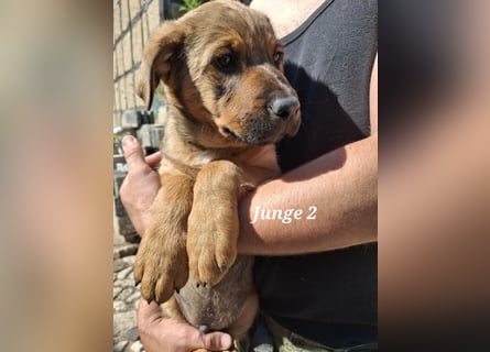 Ab sofort liebevolle Hände für drei wunderschöne Jungs gesucht.