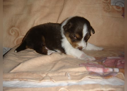 Traumhafte Mini Aussie Welpen,alle Farben, aus seriös. Zucht!