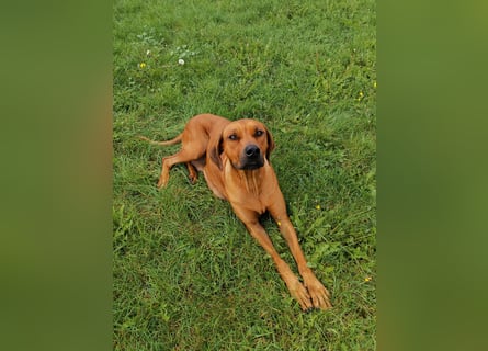 Rhodesian Ridgeback Welpen mit Papiere