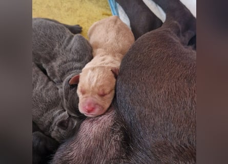 Labradorwelpen
