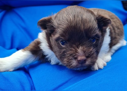 Bezaubernde Welpen aus Bolonka Zwetna und Pomeranian (Zwergspitz)