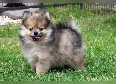 Zwergspitz Pomeranian Welpen in verschiedenen Farben mit Papieren