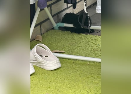 - „Wunderschöne Toypudel-Welpen mit asiatischer Linie suchen liebevolles Zuhause!“