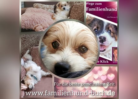 Welpe, Hund, Mischling, Rasse - Erziehung zum Familienhund - einfach gemacht