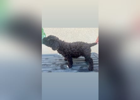 Lagotto Romagnolo Welpen reinrassige