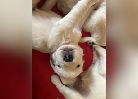Zuckersüße Golden Retriever Welpen