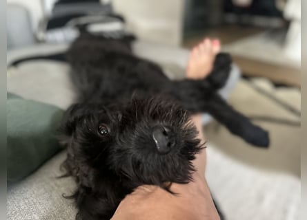 "Pumi“ – junge Schnauzer-Pumi-Mix Hündin sucht ländliches Zuhause