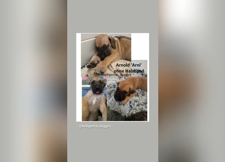 Deutsche Doggen Welpen US Linie Sonderfarben