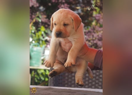 Labrador Welpen in hell gelb - die Buben