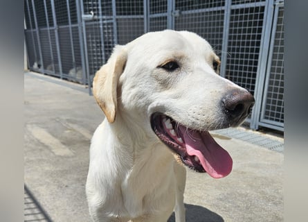 Wayne: Familienhund und treuer Begleiter