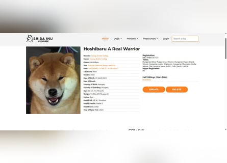Wunderschöne Shiba Inu Welpen suchen ein liebevolles Zuhause!