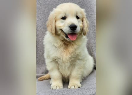 Golden Retriver