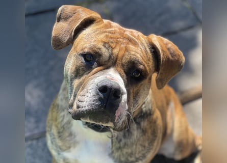 Continental Bulldog Hündin