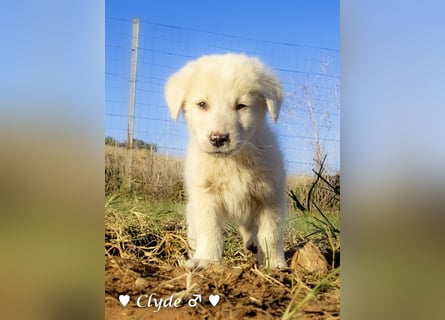 Ivy (angefragt) und Clyde suchen ein Zuhause