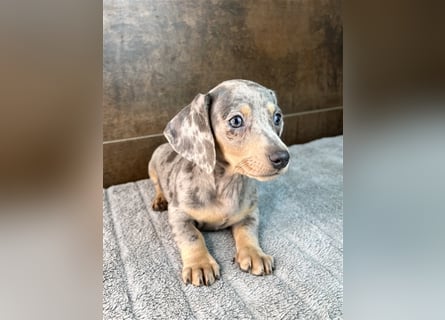 Zwerg Dackel Welpen in besonderen Farben (blue / choco / Harlekin) suchen tolles Zuhause