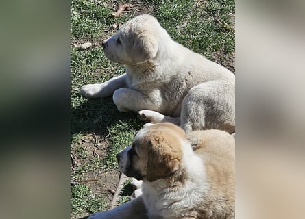 Mittelasiatischer Schäferhund mit stammbaum