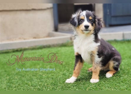 Miniature Australian Shepherd/Mini Aussie Welpen