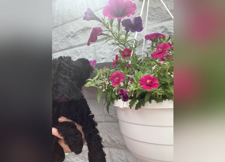 Wunderschöne Cockapoo/Cockerpoo Mädchen!!! Abgabebereit.