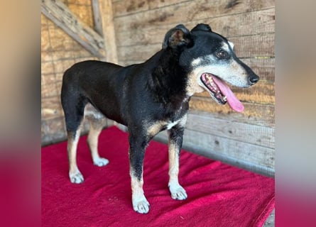 JANOSCH - traurige Geschichte - 13 Jahre, 45cm/15kg - Mischling
