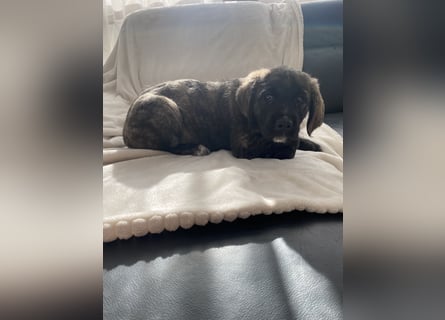 Wunderschöne Cane Corso Mix Welpen zu verkaufen in Formentino und gestromt