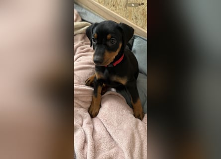 Deutsche Pinscher Welpen