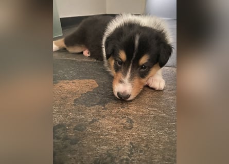 Lang- und Kurzhaar- Collie- Welpen
