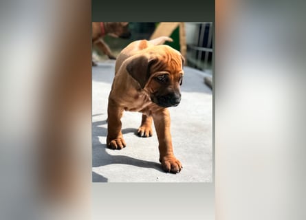 Rhodesian Ridgeback Welpen