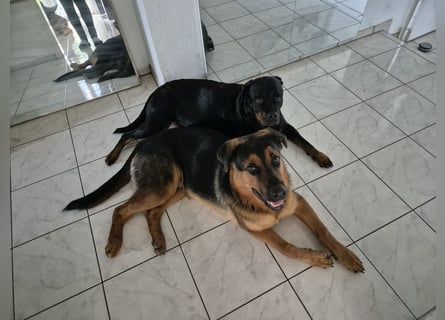 Rottweiler Schäferhund Mischling