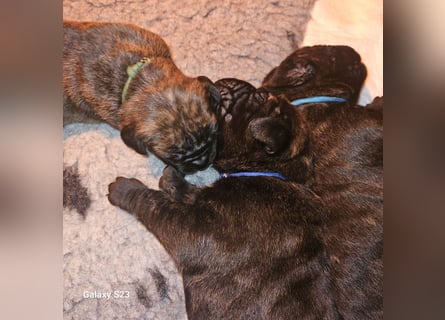 Cane Corso Italiano Welpen