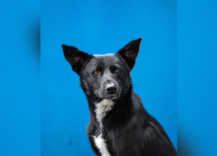 Canaan Dog-Welpen (Kanaan-Hund)