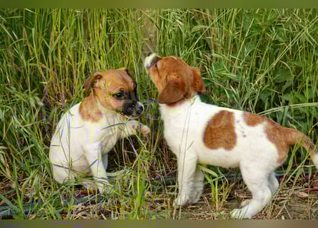Jack Russell Terrier Welpe (Rüde) abzugeben!