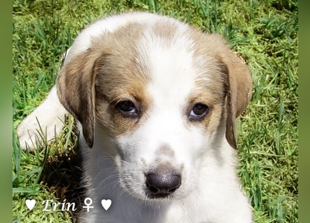 Erin, Emma, Eckie und Enya suchen ein Zuhause