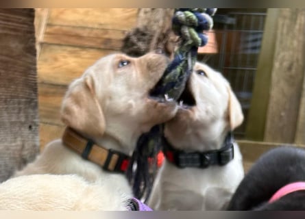 Labrador Retriever Welpen, reinrassig, Ahnenpass uvm., schwarz und gelb