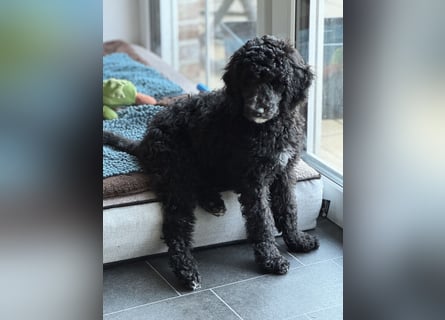 Bezaubernde Königspudel Welpen, Großpudel, Harlekin, Pudel, Videos