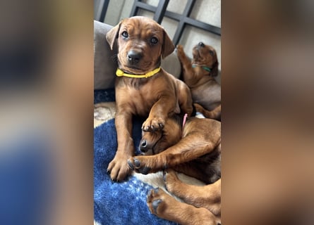 Deutscher Pinscher Welpen aus dem Haus ,,Cava Land" FCI Zucht