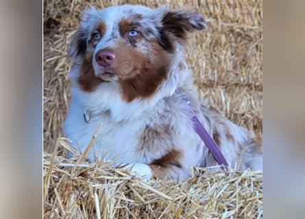 Mini Australian Shepherd Welpen