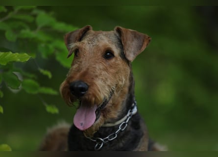 Typvolle Airedale Terrier Welpen aus Leistungszucht VDH/KfT