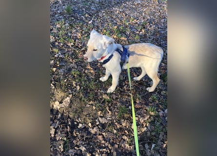 Hollybaby sucht Zuhause  ungeimpft