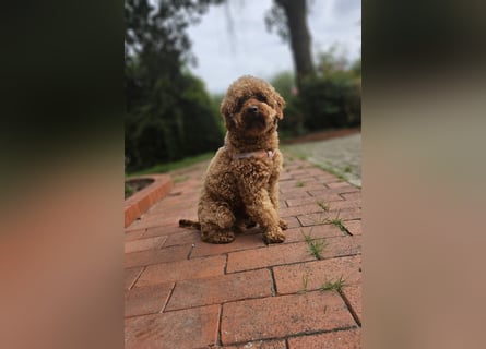 2 Zauberhafte Cockapoo Welpen Rüden  mit Ahnentafel