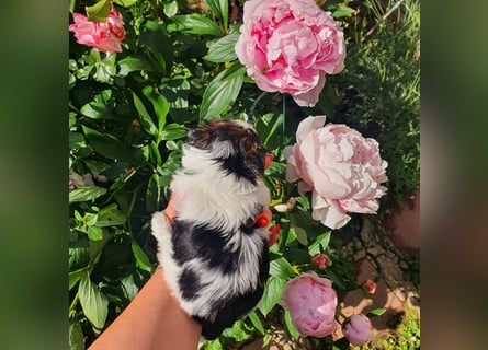 Biewer Yorkshire Terrier, Welpe,Rüde, reinrassig sehr selten