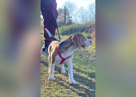 Beagel Hundin
