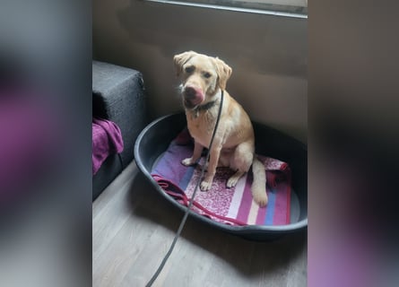 Labrador Golden Retriever Mix 