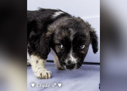Winzling Clyde, Alopekis-Mix,  sucht ein Zuhause