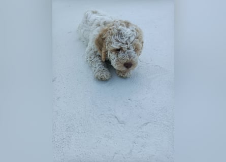 Lagotto Romagnolo