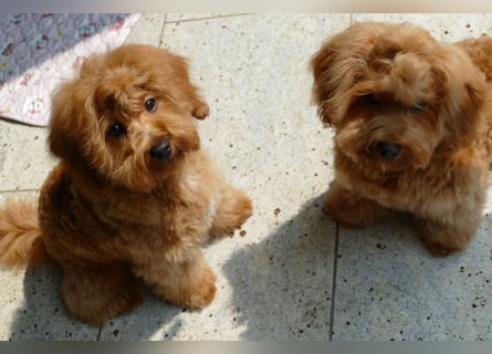 Wunderschöne Havapoo Welpen ähnlich Maltipoo (Toypudel/Zwergpudel + Havaneser)